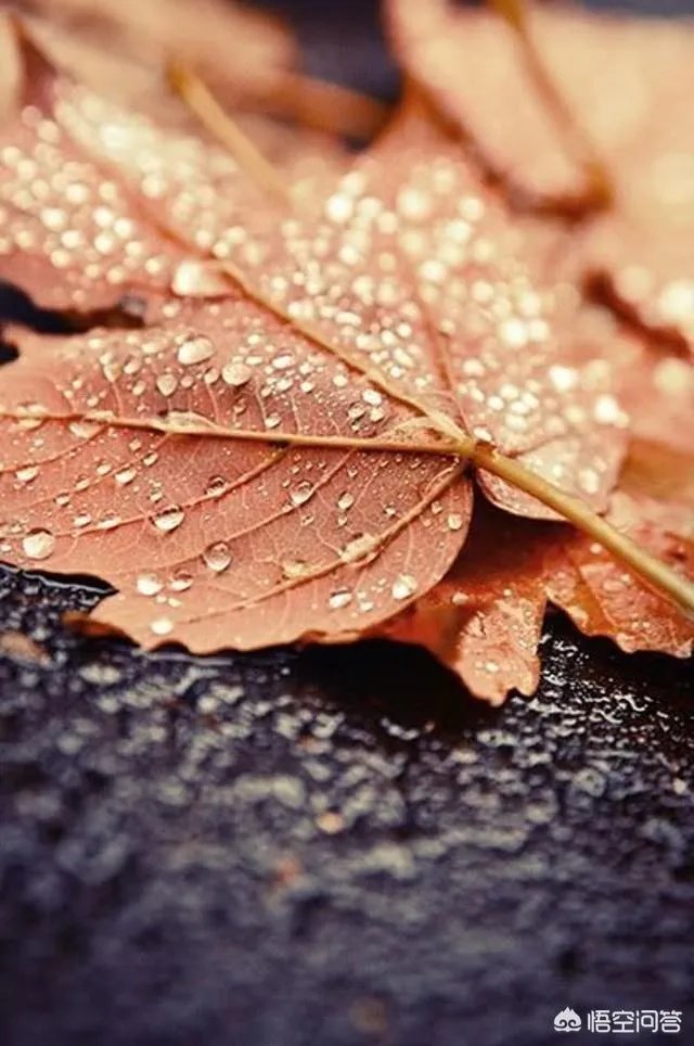 立秋写一首小诗