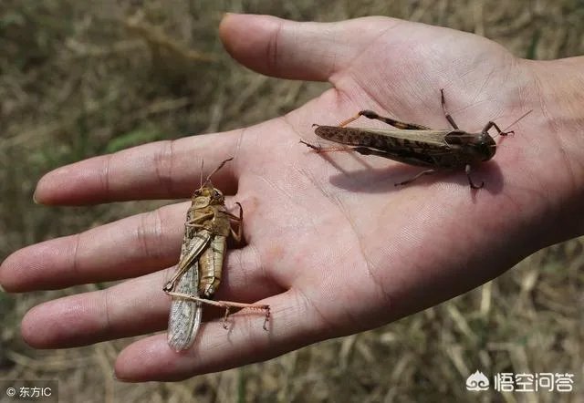 你认为农村养殖蝗虫前景怎么样?