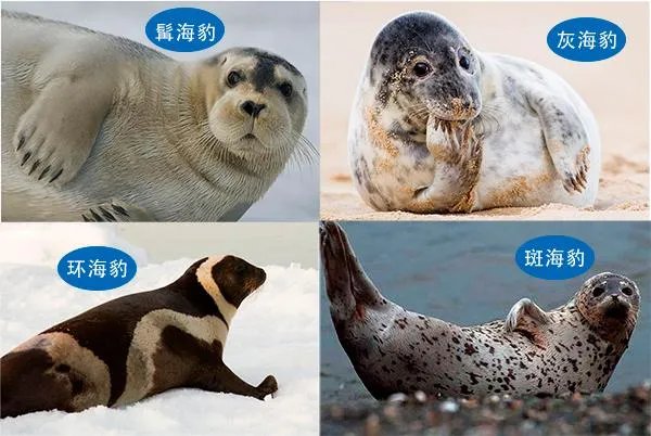 海狮和海豹的区别图片?