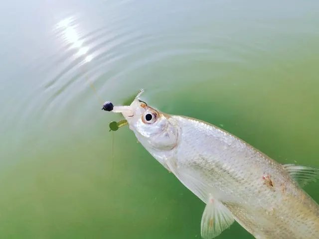 谁可以分享一下路亚钓鱼技巧？