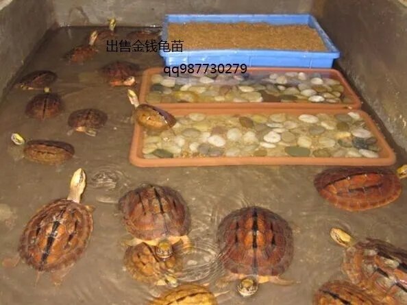 2014年石金钱龟苗的价格是多少。么养