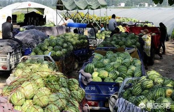什么地方大量收购西瓜，我们老家大量西瓜上市，价格便宜？