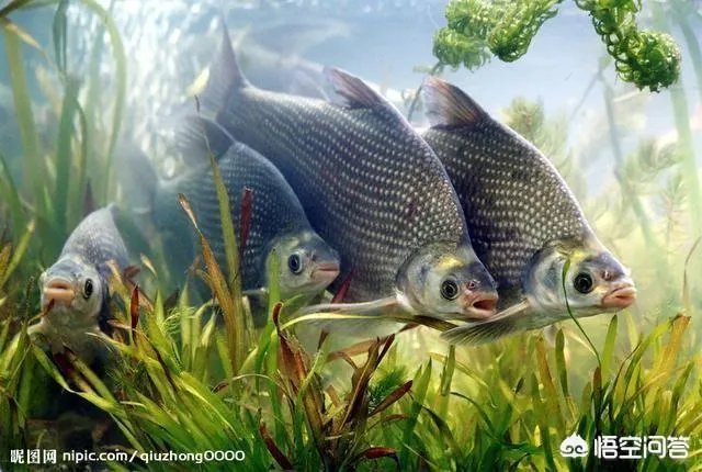 何满贵出：火丁竹龙门市。求三字组成一句话。(上系拆字，难也不难，易也不易)？