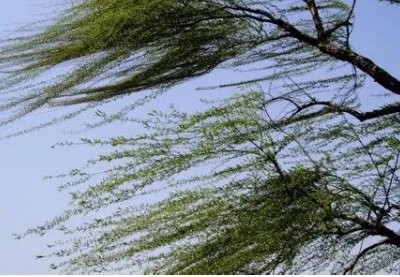 江苏14级大风，14级大风能有多猛烈？