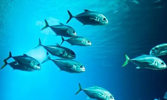 为什么潜水时不能触摸海洋生物?