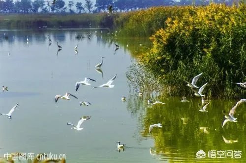 宁夏石嘴山市有几个县？