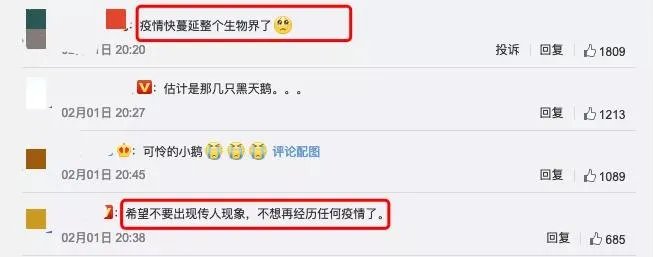 北京圆明园野天鹅禽流感疫情,会传染我们吗?