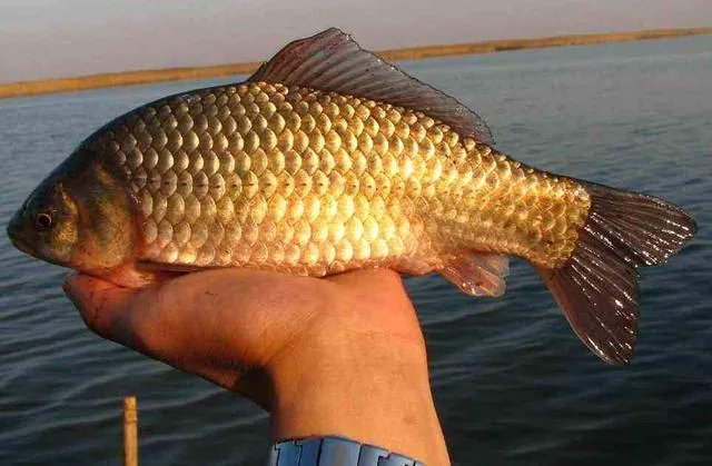 鱼塘随便放三四条小鲫鱼能繁殖越来越多吗？