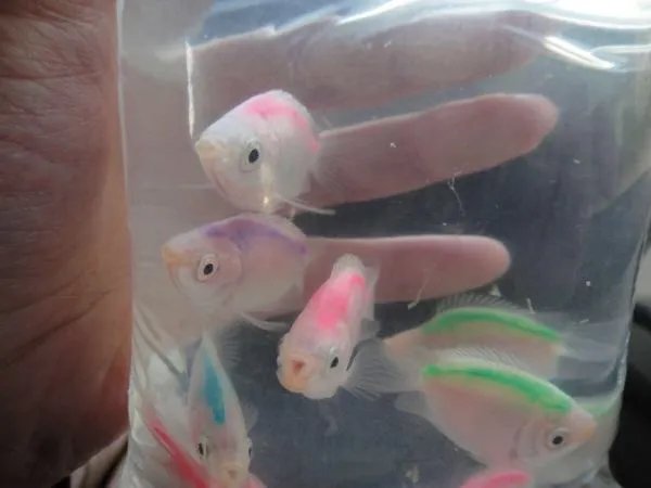 接吻鱼有什么颜色