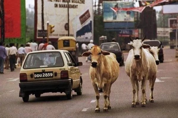 在印度牛被视为圣物不可以吃牛肉，最后牛是怎么处理的？