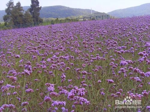 浙江桃花岛有什么好玩的