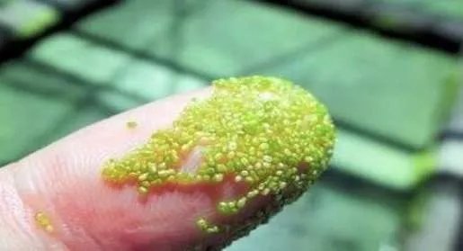 世界上最小的花,无根萍开出的花仅针眼大