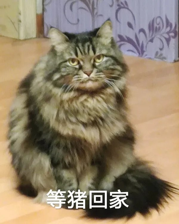 哪位大神知道杭州萧山哪里有猫咪领养？