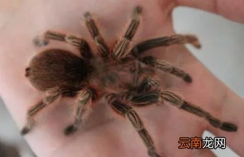 火玫瑰蜘蛛咬人吗？