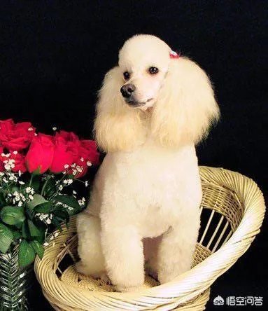 学宠物美容以后就可以自己开店吗？有哪些建议？