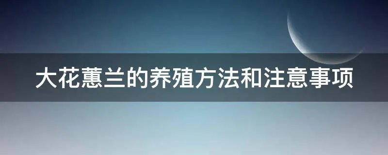 大花蕙兰的养殖方法和注意事项