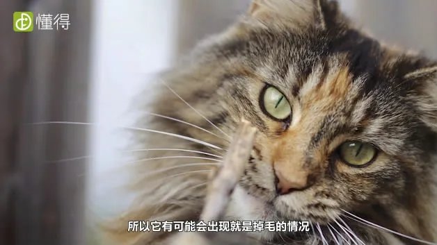 什么是挪威森林猫（图文）