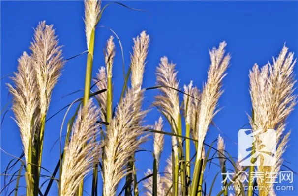 芦苇叶子包粽子