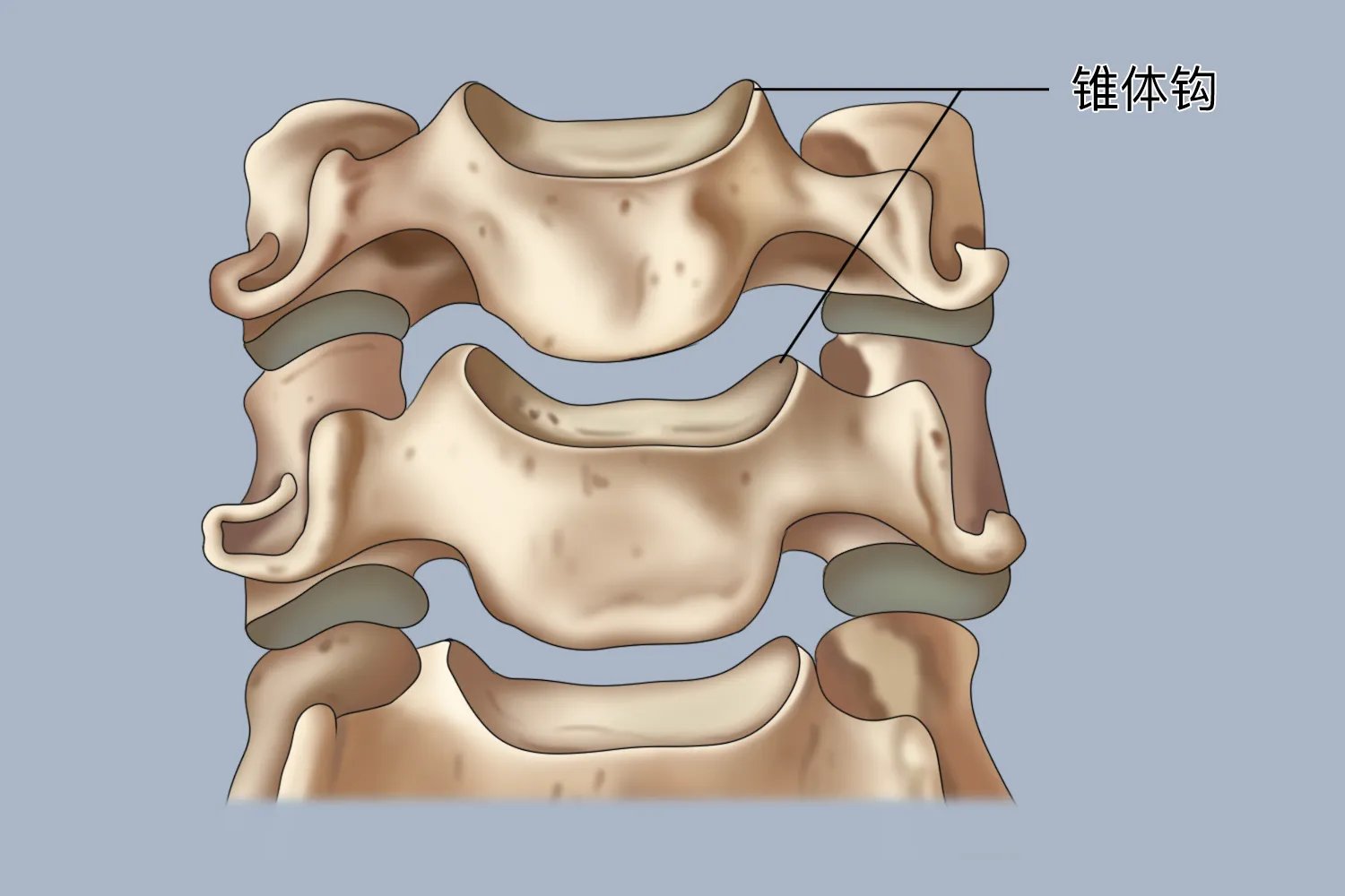 椎体钩在哪具体位置图片