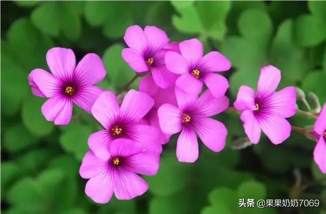 2020朱之文会再上春晚吗？为什么？