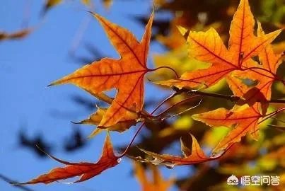 立秋写一首小诗