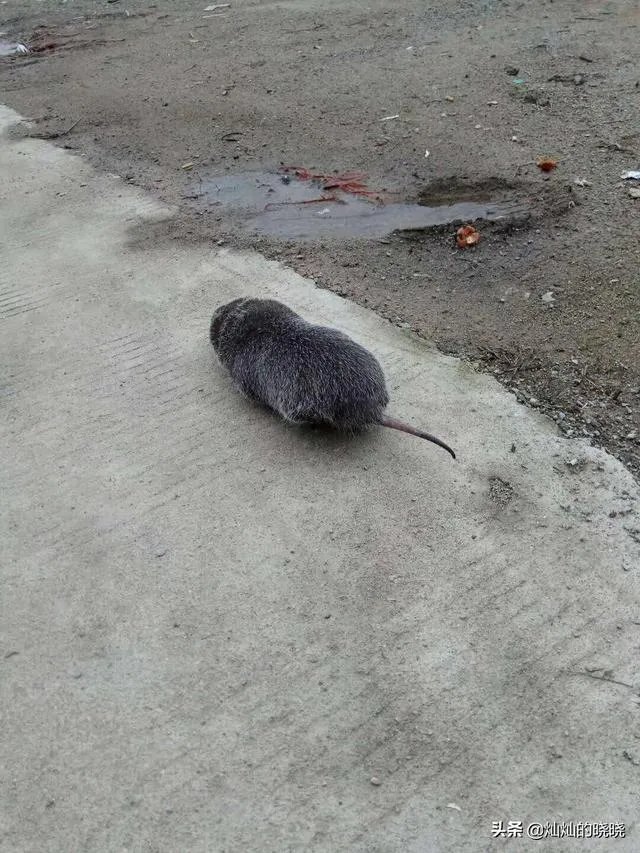 疫情后，竹鼠养殖前景会如何？