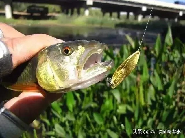 谁可以分享一下路亚钓鱼技巧？