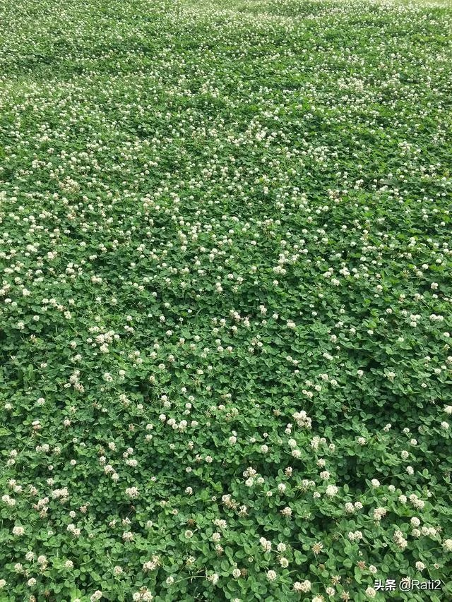 你会接受催婚后的相亲吗?怎么看待大龄剩女被催婚?