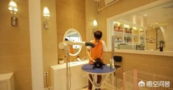 学宠物美容以后就可以自己开店吗？有哪些建议？