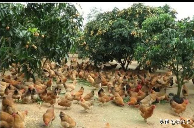 我想回家养鸡,但找不到销路怎么办?