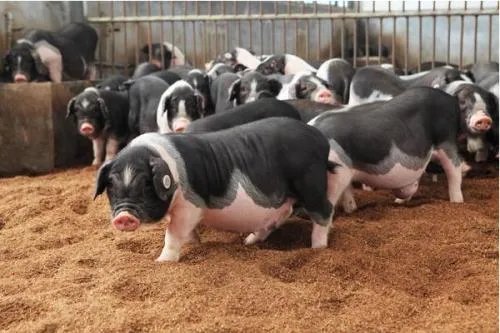 猪肉的价格为何持续上涨,什么时候可以趋于平缓?