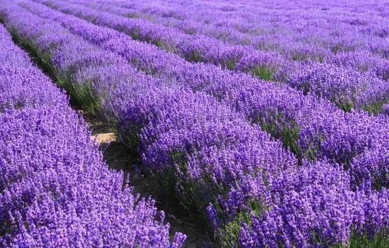 紫色的紫有几种颜色