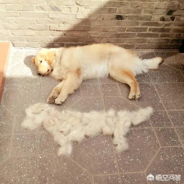 为什么大家都不敢养金毛犬？
