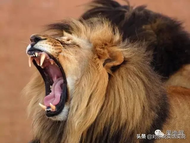 上联:一地方,一江河,看龙腾,听狮吼,希联友赐下联?