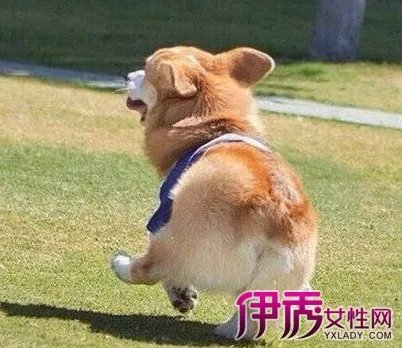 威尔士柯基犬的特征