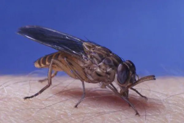 世界十大最强虫子