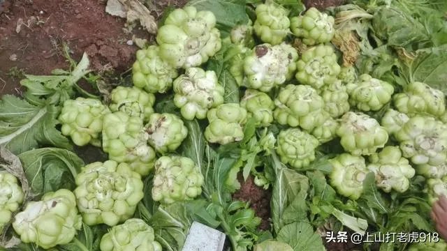 涪陵榨菜什么牌子的好？