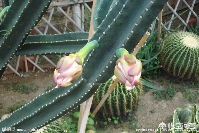 龙骨花和量天尺如何区分？