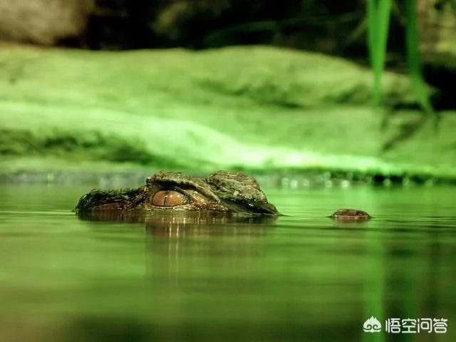 豹子为什么敢吃鳄鱼