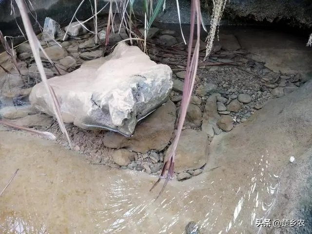 鱼塘随便放三四条小鲫鱼能繁殖越来越多吗？