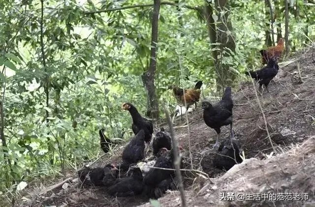 树林里养鸡怎么样？
