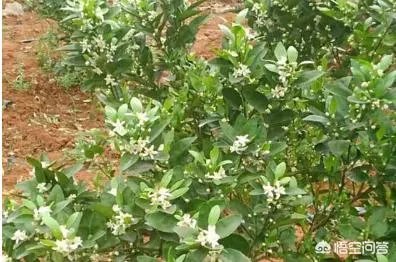 如何给柑橘苗除花？