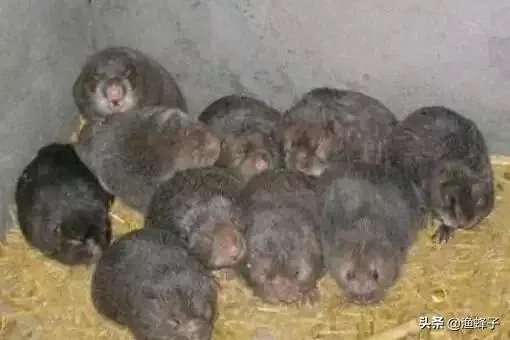 疫情后，竹鼠养殖前景会如何？