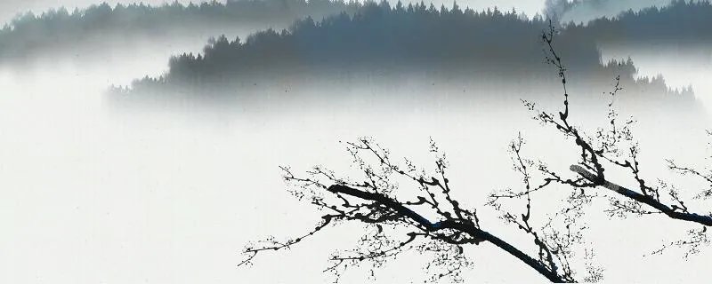 墨梅的诗意 墨梅全诗解释