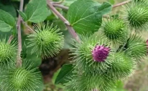 牛蒡茶价格是多少