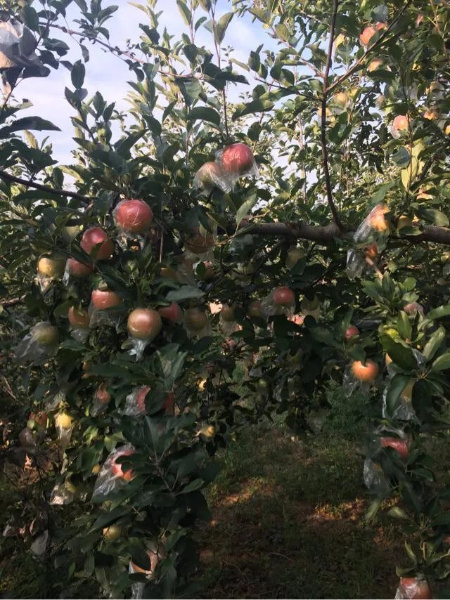 一些农产品滞销的本质是什么?