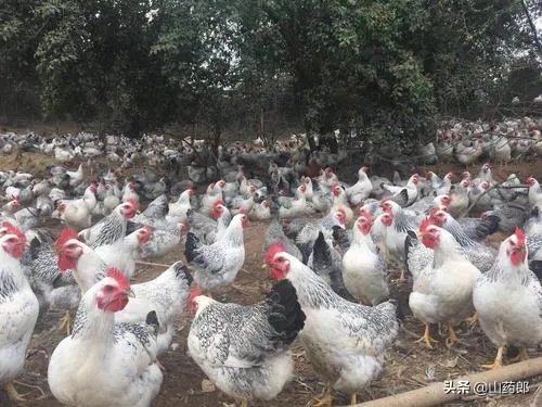 我想回家养鸡,但找不到销路怎么办?