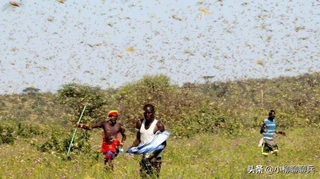 联合国官员说,正在侵袭非洲的蝗虫,会进入了印度,巴基斯坦,你怎么看这些自然现象?