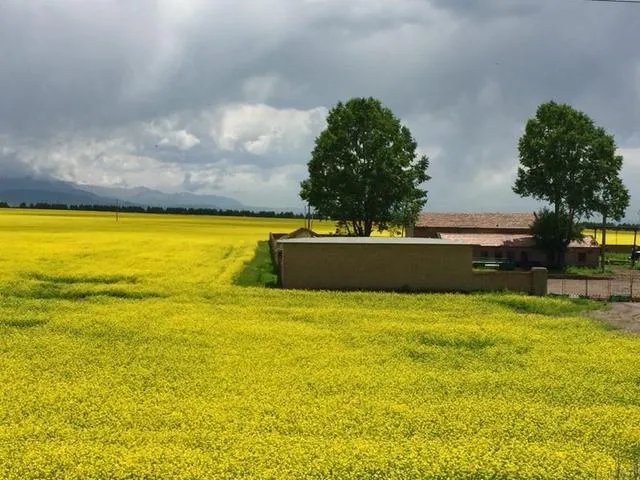 青海门源你去过吗？