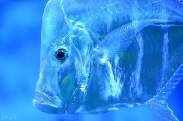 5种奇特的海洋生物？